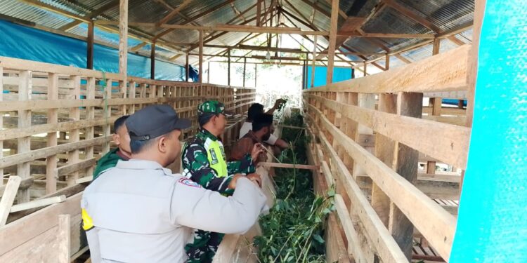 Dukung ketahanan pangan di bidang peternakan babinsa koramil 02/bebesen melaksanakan pengecekan peternakan kambingnya di binaan