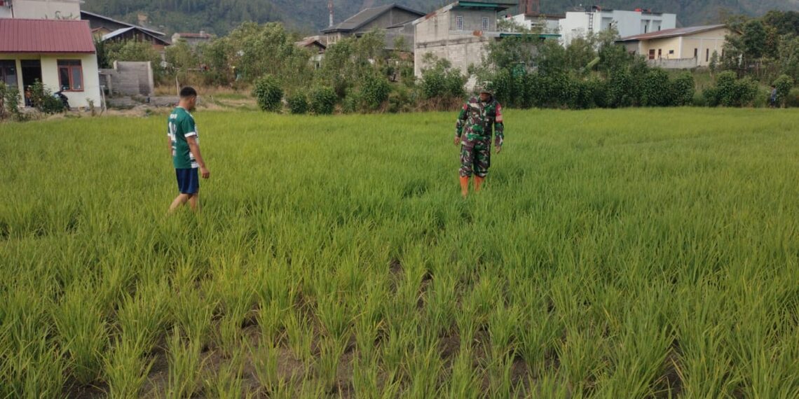 Babinsa koramil 02/Bebesen bantu warga perawatan padi