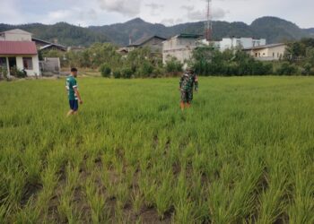 Babinsa koramil 02/Bebesen bantu warga perawatan padi