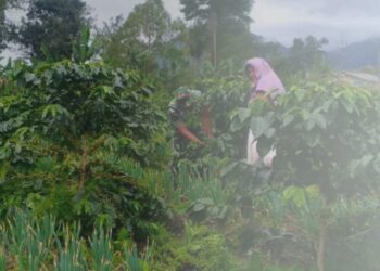 BABINSA KORAMIL 02/BEBESEN BANTU PETANI PANEN KOPI WARGA BINAAN
