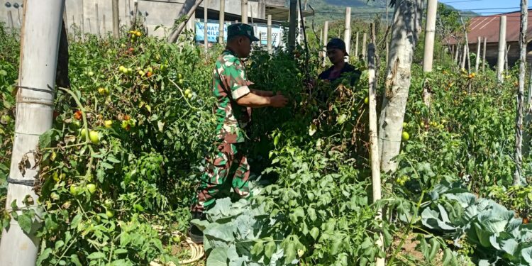 Babinsa Koramil 09/ketol dampingi petani panen tomat di desa blang mancung