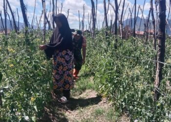 Babinsa koramil 02/bebesen bantu petani rawat tanaman cabai