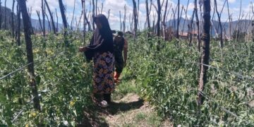 Babinsa koramil 02/bebesen bantu petani rawat tanaman cabai