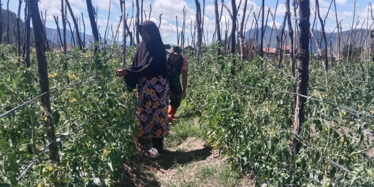 Babinsa koramil 02/bebesen bantu petani rawat tanaman cabai