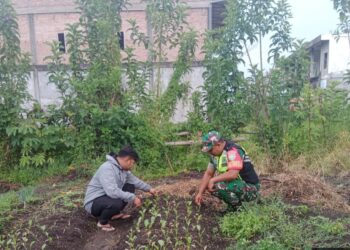 Babinsa koramil 02 / bebesen dukung berikan pendampingan merawat tanaman sayur sawi milik warga