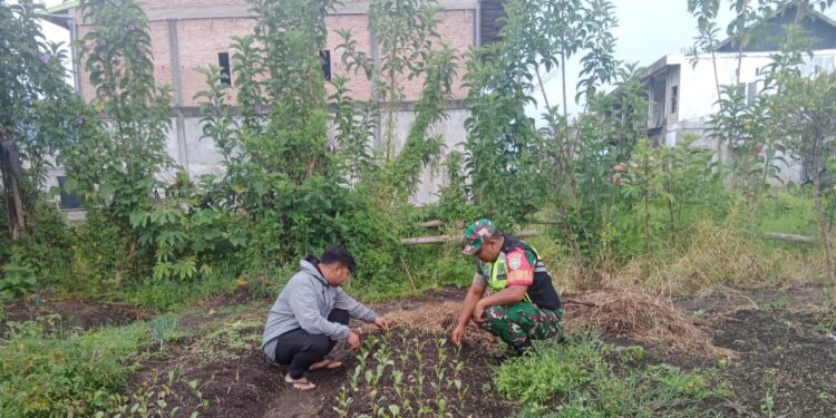 Babinsa koramil 02 / bebesen dukung berikan pendampingan merawat tanaman sayur sawi milik warga