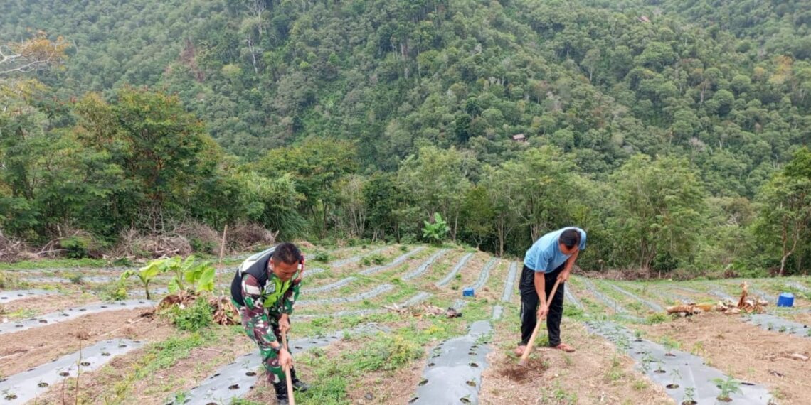 Babinsa koramil 02/Bebesen bantu petani bersihkan gulma pada tamanan cabai