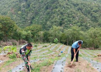 Babinsa koramil 02/Bebesen bantu petani bersihkan gulma pada tamanan cabai