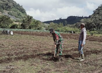 Percepat pengolahan lahan, babinsa koramil sota bantu petani mencangkul