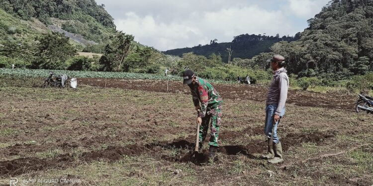 Percepat pengolahan lahan, babinsa koramil sota bantu petani mencangkul