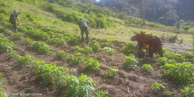 Maksimalkan pertumbuhan tanaman kentang, babinsa koramil 02/Bebesen bantu petani lakukan perawatan