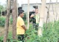 Babinsa koramil 02/Bebesen bantu warga pelihara tanaman tomat sebagai bentuk ketahanan pangan