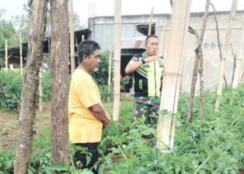 Babinsa koramil 02/Bebesen bantu warga pelihara tanaman tomat sebagai bentuk ketahanan pangan