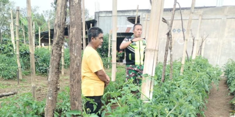 Babinsa koramil 02/Bebesen bantu warga pelihara tanaman tomat sebagai bentuk ketahanan pangan