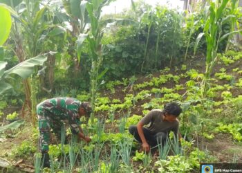 Tingkatkan ketahanan pangan, babinsa bantu warga binaan perawatan tanaman selada dan bawang
