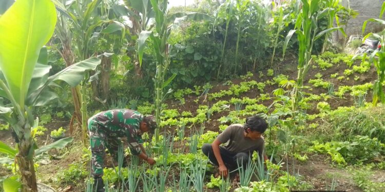 Tingkatkan ketahanan pangan, babinsa bantu warga binaan perawatan tanaman selada dan bawang