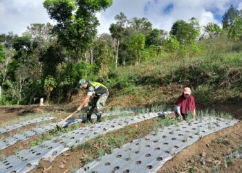 Babinsa koramil 02/Bebesen bantu petani merawat bawang merah guna terwujudnya ketahanan pangan