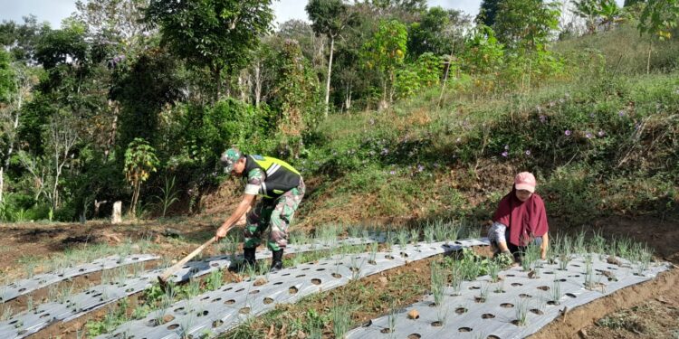 Babinsa koramil 02/Bebesen bantu petani merawat bawang merah guna terwujudnya ketahanan pangan
