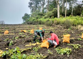 Anggota babinsa koramil 02/Bebesen bantu petani panen kentang di desa binaan