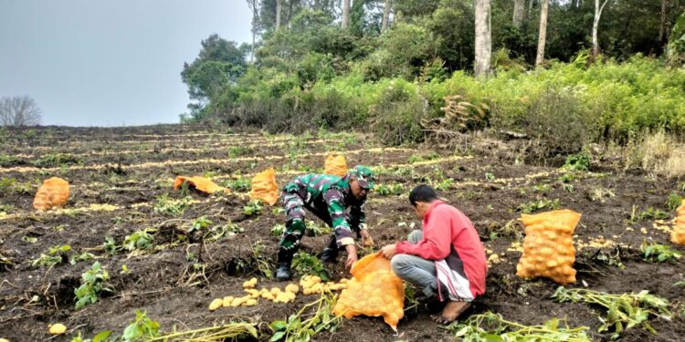 Anggota babinsa koramil 02/Bebesen bantu petani panen kentang di desa binaan