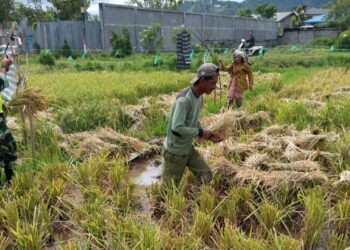 Bentuk kepedulian pada warga binaan, babinsa koramil 02/Bebesen bantu petani panen padi