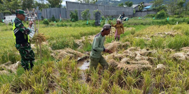 Bentuk kepedulian pada warga binaan, babinsa koramil 02/Bebesen bantu petani panen padi
