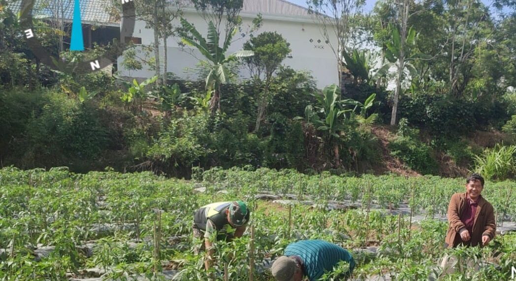 Sebagai wujud kepedulian, babinsa koramil 02/Bebesen bantu petani merawat tanaman cabe warga