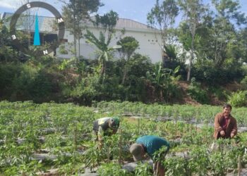 Sebagai wujud kepedulian, babinsa koramil 02/Bebesen bantu petani merawat tanaman cabe warga
