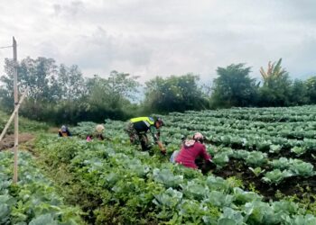 Babinsa koramil 02/Bebesen Bersama petani lakukan perawatan rutin tanaman kol untuk menjaga dari serangan hama ulat.