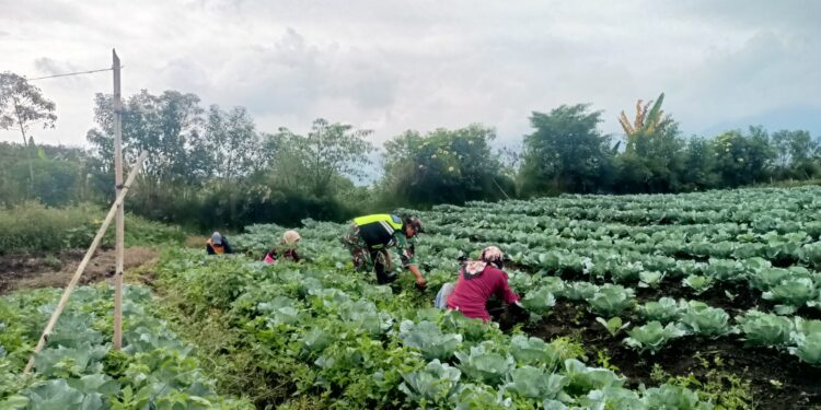 Babinsa koramil 02/Bebesen Bersama petani lakukan perawatan rutin tanaman kol untuk menjaga dari serangan hama ulat.