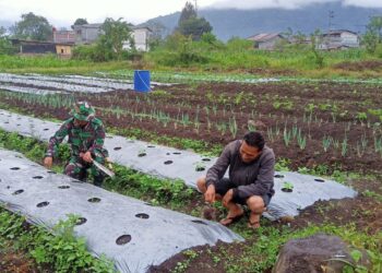 Babinsa koramil 02/Bebesen dampingi petani cek pertumbuhan tanaman bawang