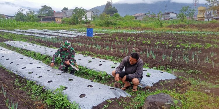 Babinsa koramil 02/Bebesen dampingi petani cek pertumbuhan tanaman bawang
