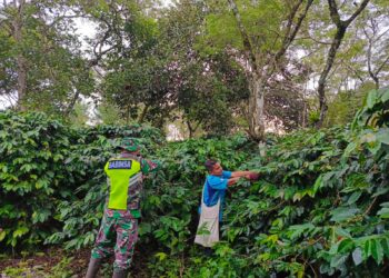 Babinsa koramil 02/Bebesen bantu petani panen kopi warga binaan