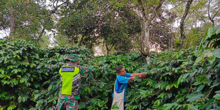 Babinsa koramil 02/Bebesen bantu petani panen kopi warga binaan
