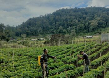 Maksimalkan hasil panen babinsa koramil 02/Bebesen bantu petani lakukan penyiangan Kentang