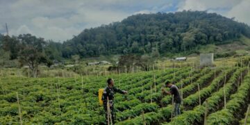Maksimalkan hasil panen babinsa koramil 02/Bebesen bantu petani lakukan penyiangan Kentang
