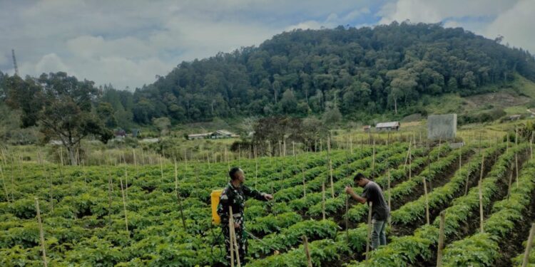 Maksimalkan hasil panen babinsa koramil 02/Bebesen bantu petani lakukan penyiangan Kentang