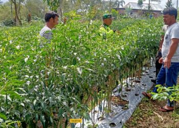 Hadapi tantangan cuaca ekstrem babinsa koramil 02/Bebesen bantu petani cabai