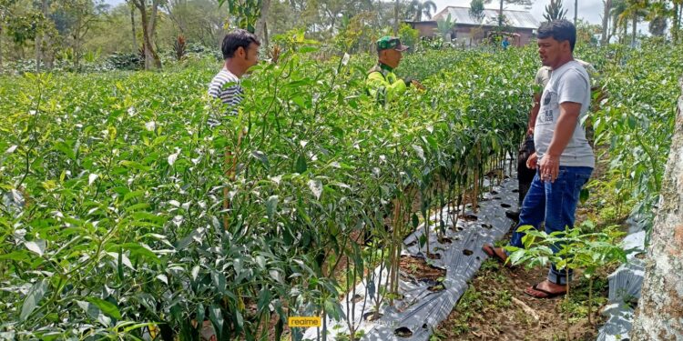 Hadapi tantangan cuaca ekstrem babinsa koramil 02/Bebesen bantu petani cabai